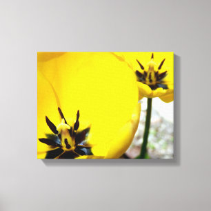 Yellow Tulip Canvas Print