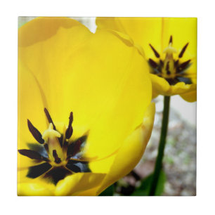 Yellow Tulip Ceramic Photo Tile