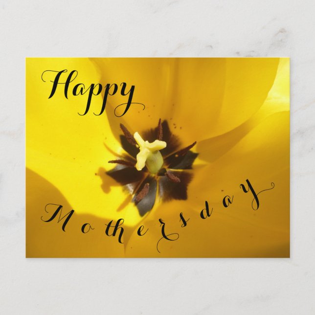 Yellow Tulip Close Up Happy Mothersday Postcard (Front)