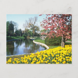 yellow Tulip Festival, Fifth Avenue, Ottawa flower Postcard