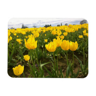 Yellow Tulip Field, Oregon Magnet