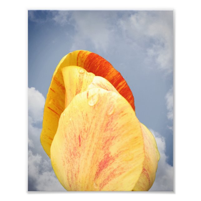Yellow Tulip Flower On Blue Sky 8x10 Photo Print (Front)