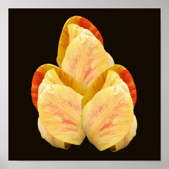 Yellow Tulip Flower Petals Bouquet Poster (Front)