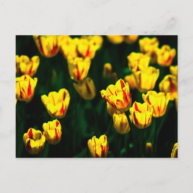 Yellow tulip flowers postcard (Front)