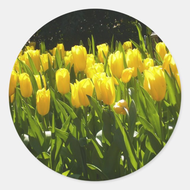 Yellow Tulip Garden Classic Round Sticker (Front)