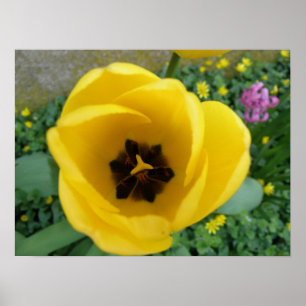 Yellow Tulip Macro Print