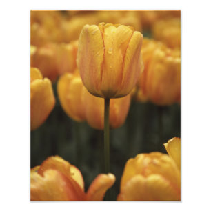 Yellow Tulip Photo Print
