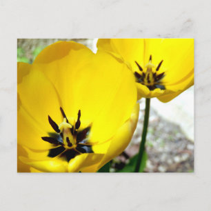 Yellow Tulip Postcard