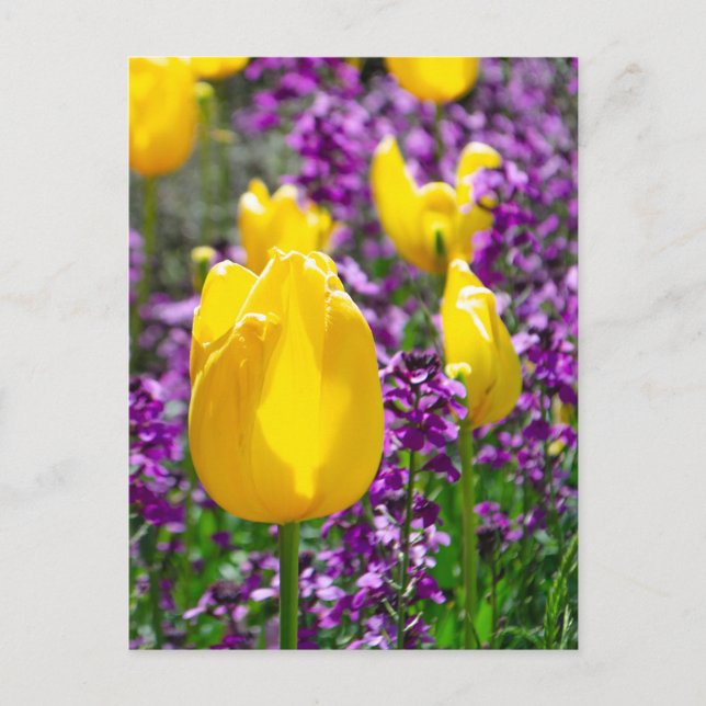 Yellow Tulip Postcard (Front)