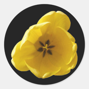Yellow Tulip Sticker