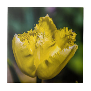 Yellow Tulip Tile