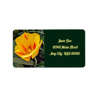 Yellow tulip with green background