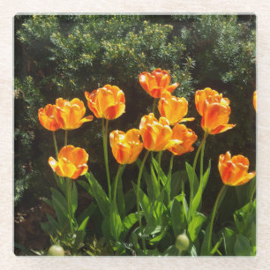 Yellow Tulips glass coaster