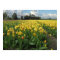 Yellow Tulips in a Field Holland