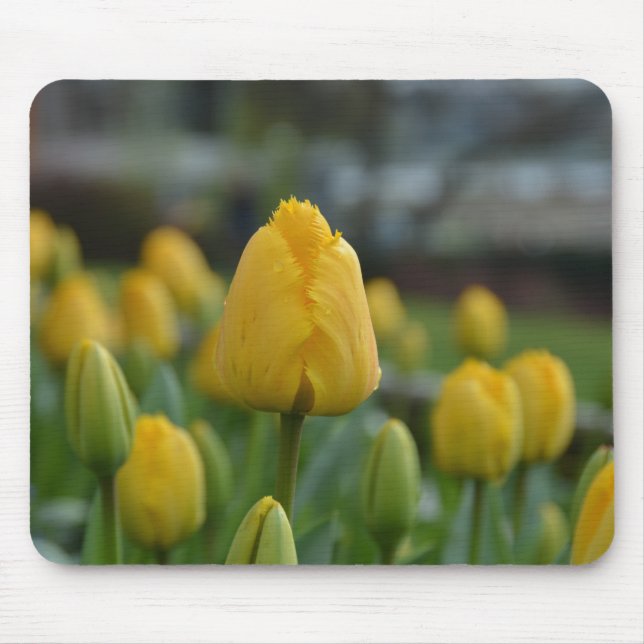 Yellow Tulips in the field Mouse Pad (Front)