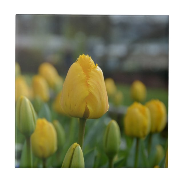 Yellow Tulips in the field Tile (Front)