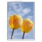 Yellow Tulips in the sky