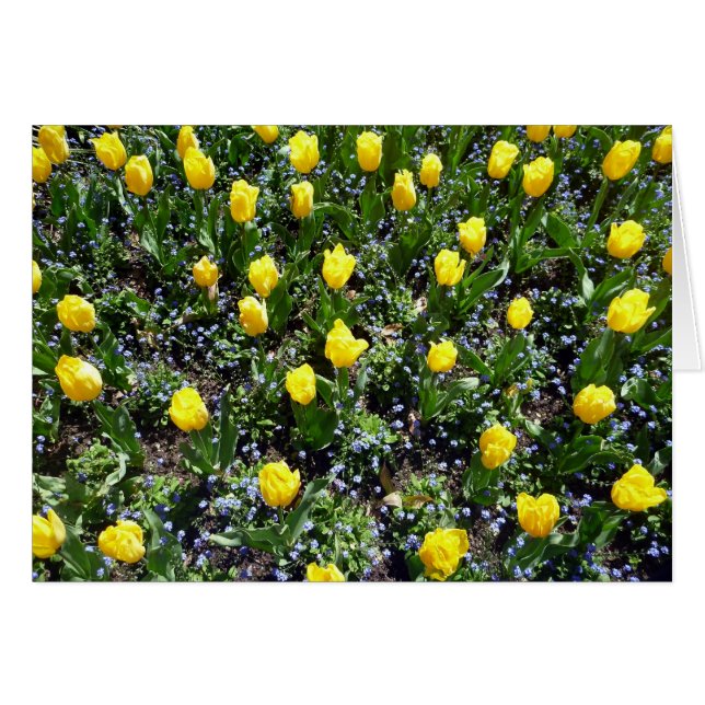 yellow tulips love (Front Horizontal)