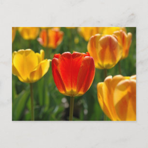 Yellow Tulips, Orange Tulips Postcard
