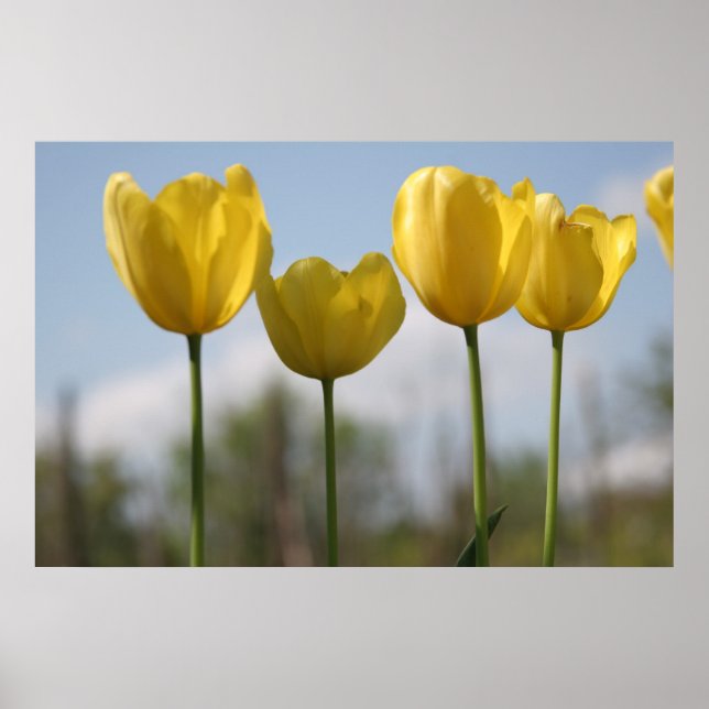 Yellow Tulips Print (Front)