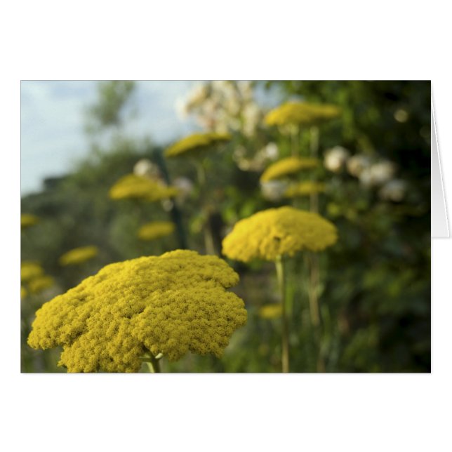 Yellow Tuscan flowers (Front Horizontal)