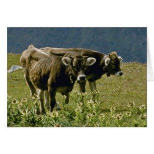 yellow Two cows flowers