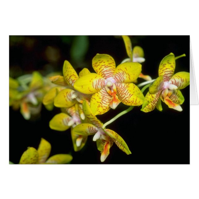 yellow Vanda flowers (Front Horizontal)