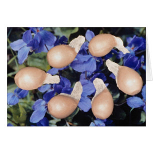 Yellow Violet seeds (Viola papilionacea) flowers