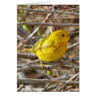 Yellow Warbler