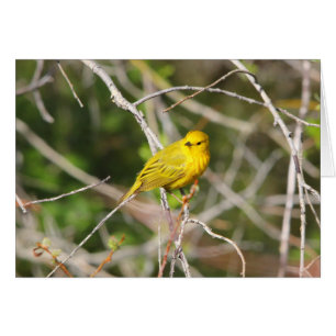 Yellow Warbler 2
