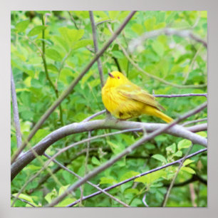 Yellow Warbler Bird in Tree Poster