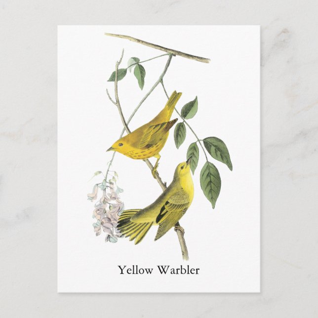 Yellow Warbler, John Audubon Postcard (Front)