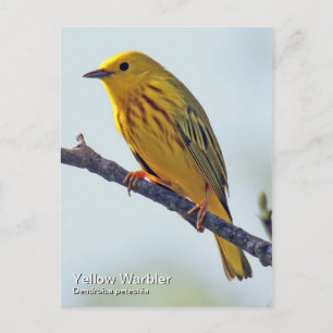 Yellow Warbler Postcard