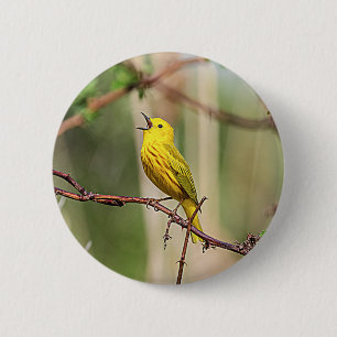 Yellow Warbler Singing 2 Inch Round Button
