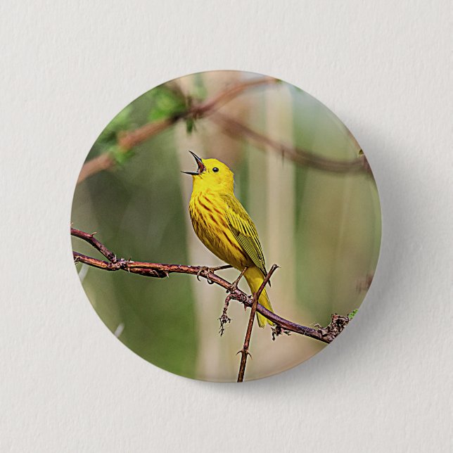 Yellow Warbler Singing 2 Inch Round Button (Front)