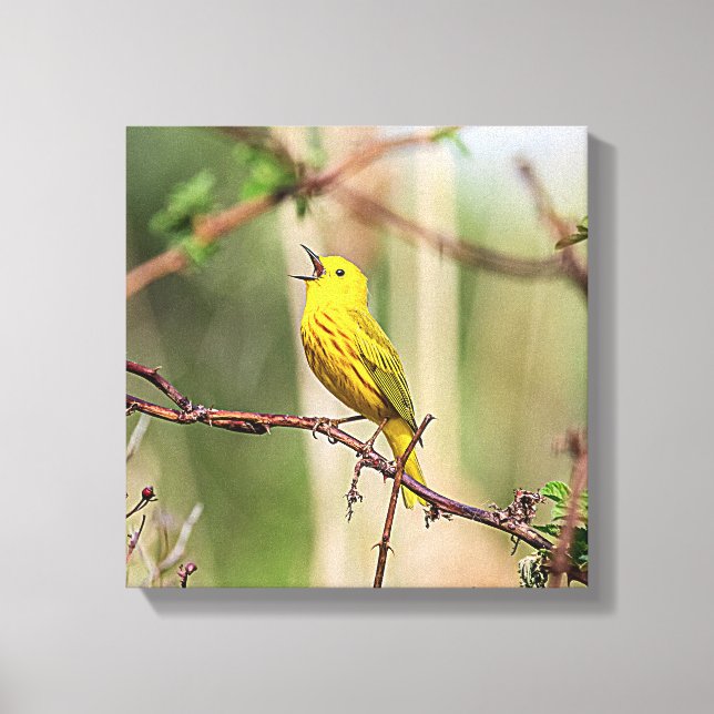Yellow Warbler Singing Canvas Print (Front)