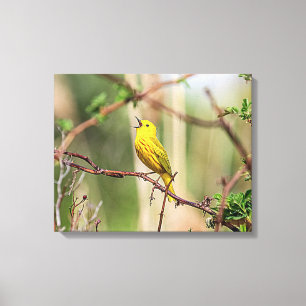 Yellow Warbler Singing Canvas Print