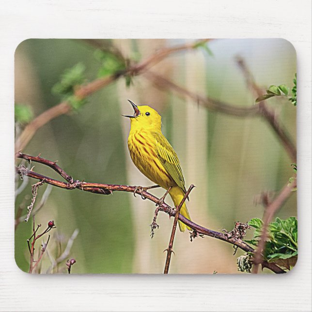 Yellow Warbler Singing Mouse Pad (Front)