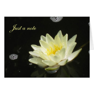 Yellow Water Lily