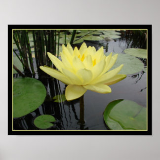 Yellow Water Lily Poster