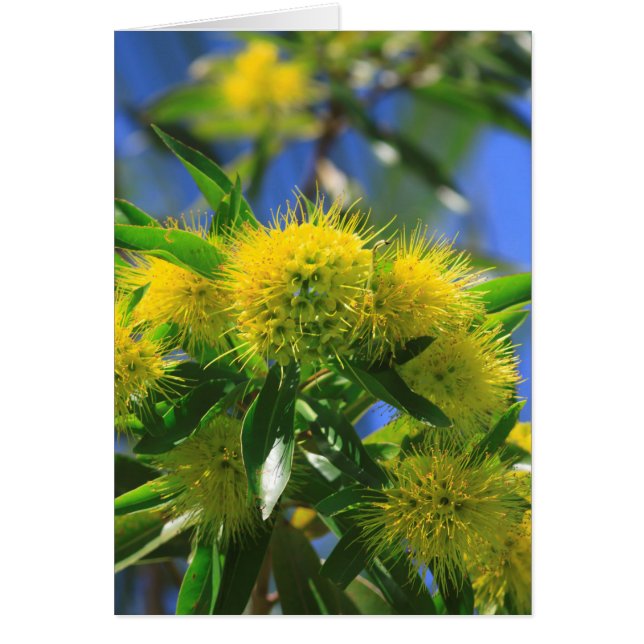 Yellow Wattle Tree (Front)