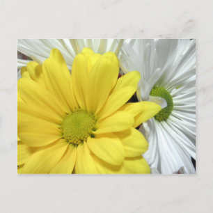 Yellow White Daisy Daisies Flower Flowers Photo Postcard