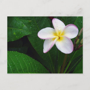 Yellow & White Hawaiian Plumeria Flower Postcard
