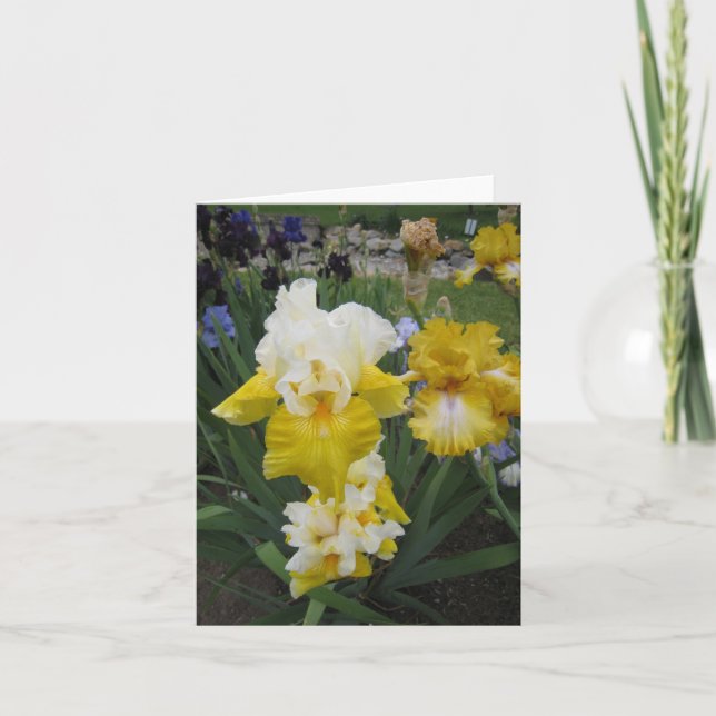 Yellow White Iris Small Note Card (Front)
