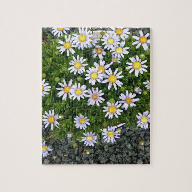Yellow White Margarita Flowers with Grey Pebbles Jigsaw Puzzle (Vertical)
