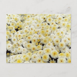 Yellow & White Postcard
