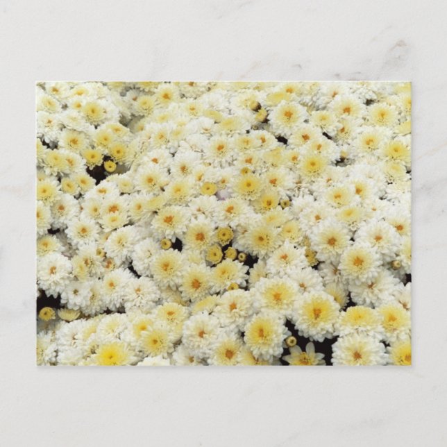 Yellow & White Postcard (Front)