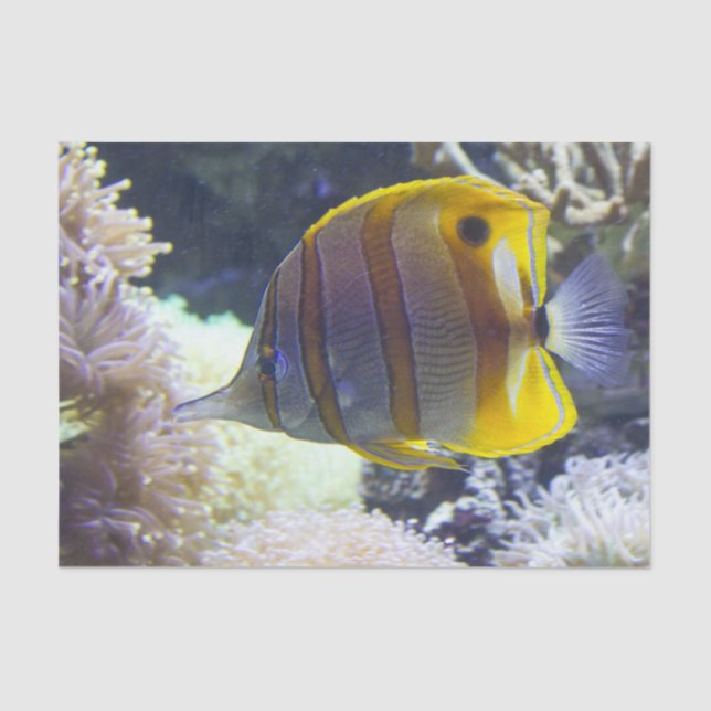 yellow & white Saltwater Copperband Butterflyfish Tissue Paper (Front)