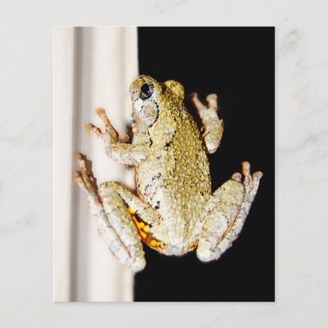 Yellow White Tree Frog (Front)