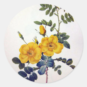 Yellow Wild Roses, Pierre Joseph Redouté Classic Round Sticker